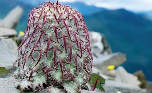 一级保护植物兰花，禁止采集和出售一级保护野生植物