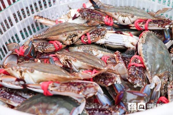 日照带鱼批发价格，日照海蟹多少钱一斤