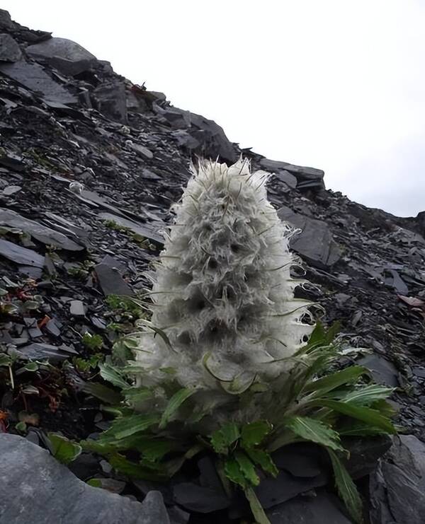 一级保护植物兰花，禁止采集和出售一级保护野生植物