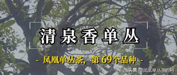 凤凰单丛茶是名茶吗？凤凰单丛茶香分类