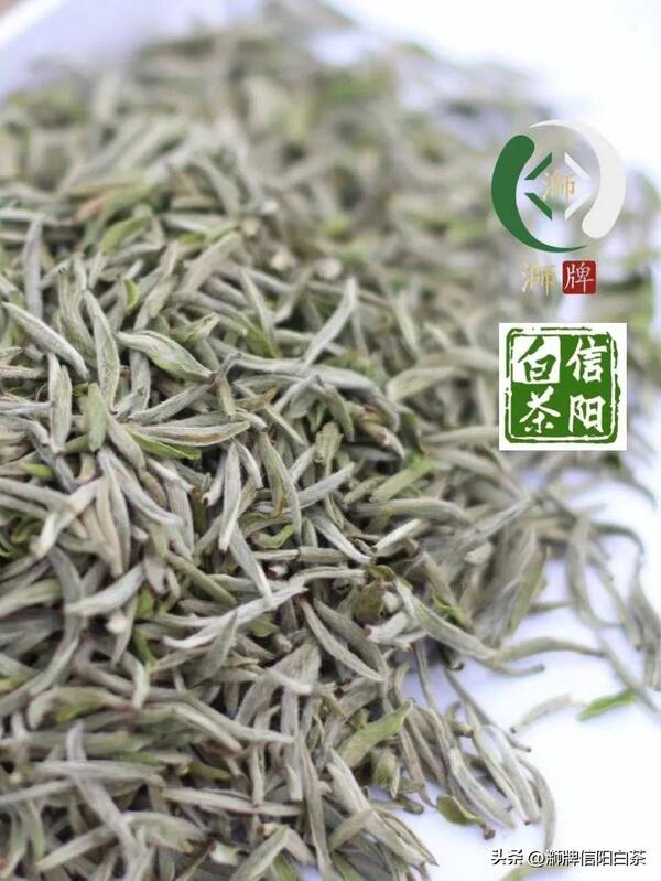 信阳白茶官网，信阳有白茶吗？