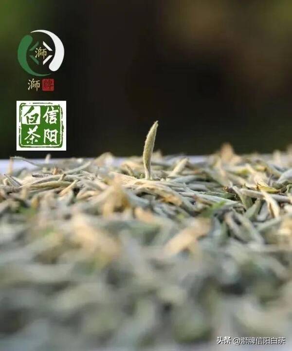 信阳白茶官网，信阳有白茶吗？