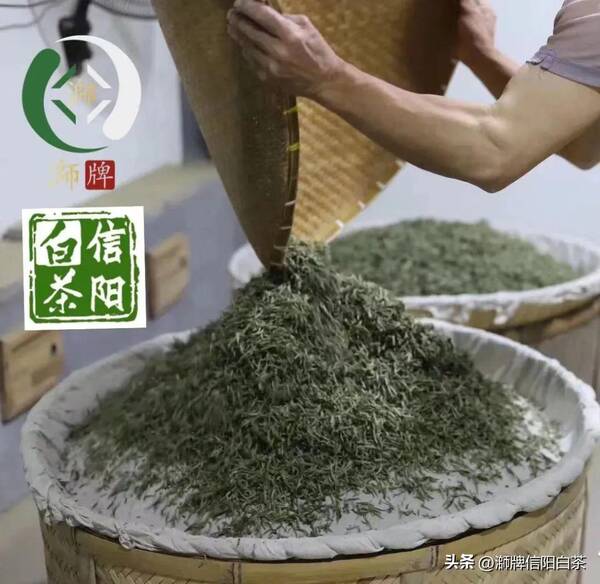 信阳白茶官网，信阳有白茶吗？
