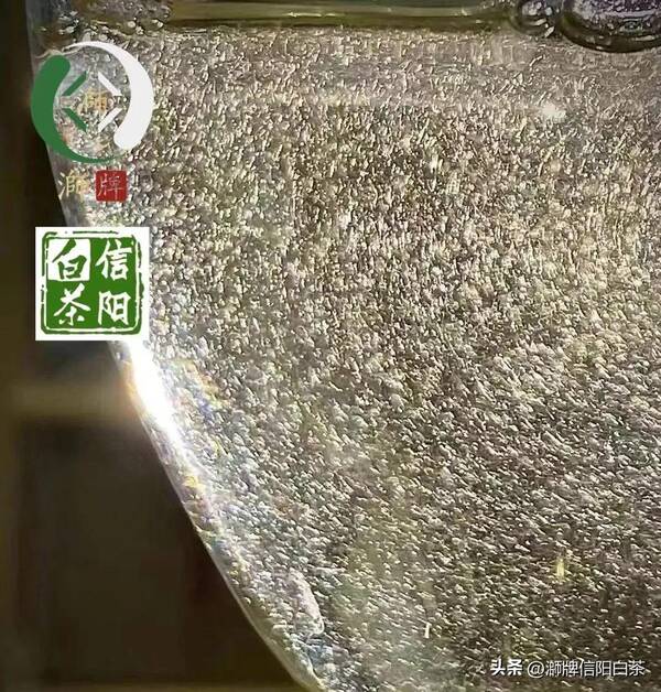 信阳白茶官网，信阳有白茶吗？