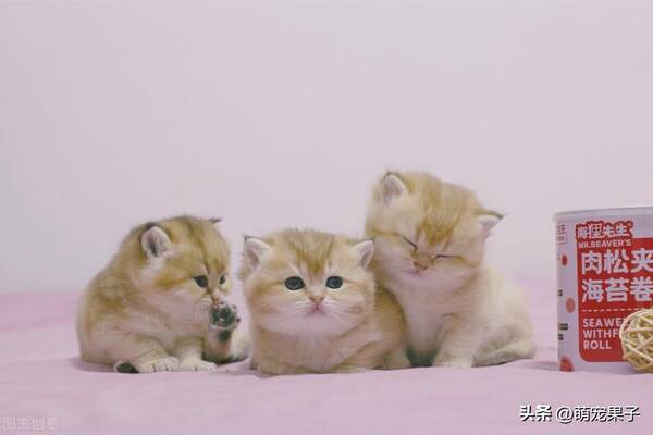 银渐层母猫，家养银渐层猫多少钱一只