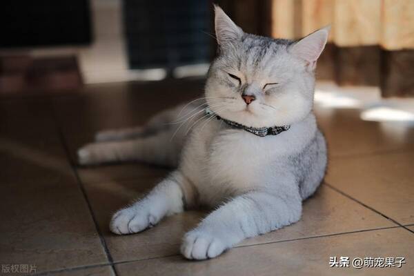 银渐层母猫，家养银渐层猫多少钱一只