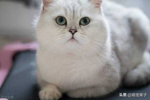 银渐层母猫，家养银渐层猫多少钱一只