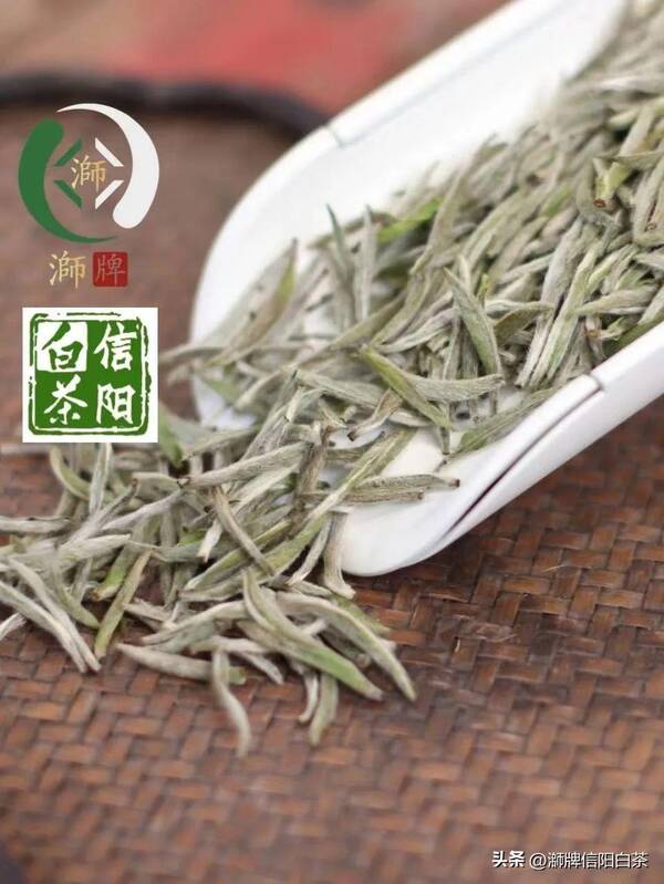信阳白茶官网，信阳有白茶吗？