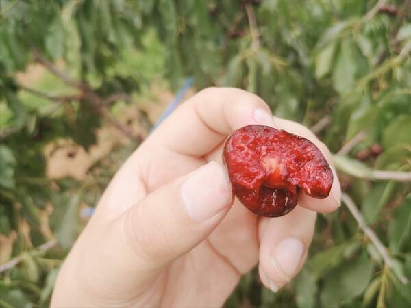 樱桃价格多少钱一斤2022，美国大樱桃多少钱一斤