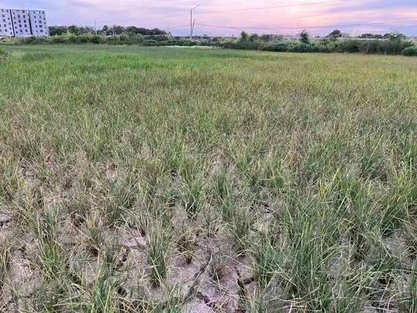 谷贱伤农是因为粮食的需求价格弹性大吗？干旱遇上低价，说好的谷贱伤农呢？今日全国稻谷价格