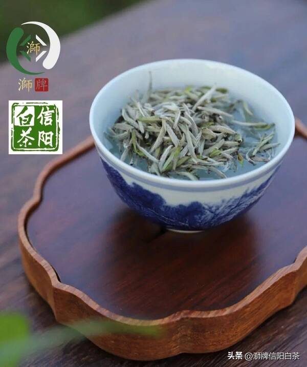 信阳白茶官网，信阳有白茶吗？