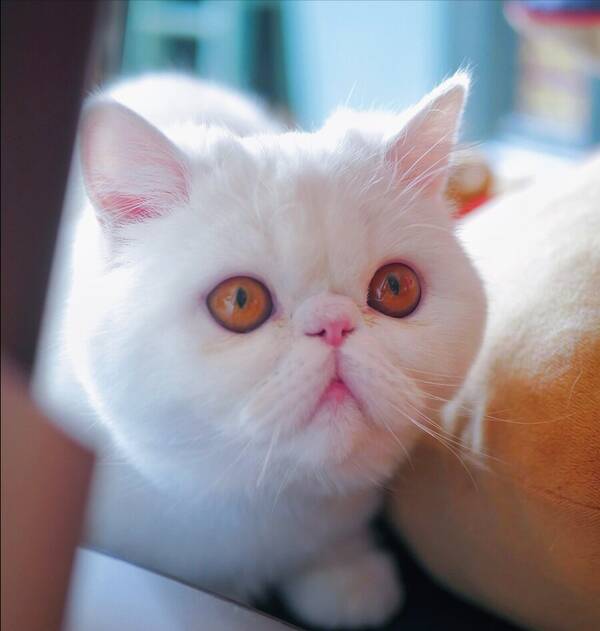 加菲猫重点色，加菲猫波斯猫区别