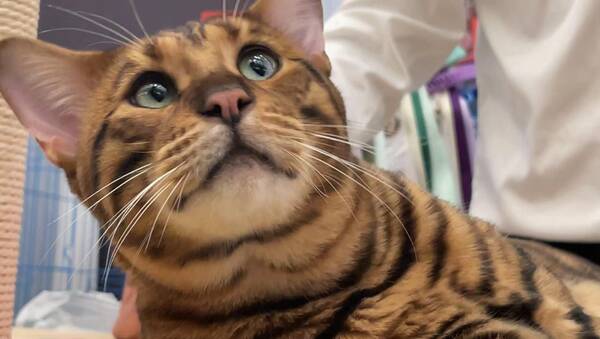 身价高的猫，身价几十万！众多名贵“喵星人”驾到