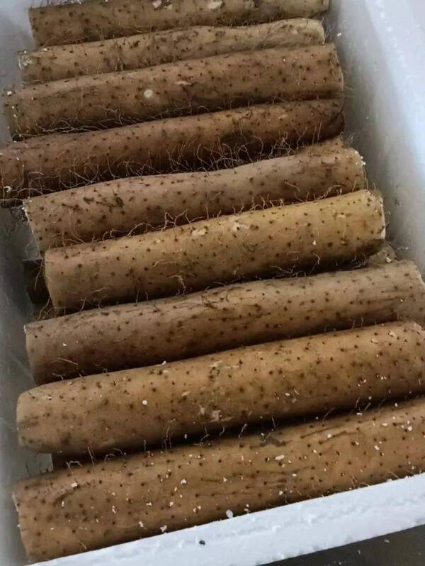 保定麻山药最新价格，今年山药价格预测评估