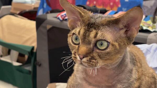 身价高的猫，身价几十万！众多名贵“喵星人”驾到
