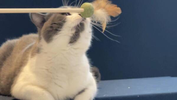 身价高的猫，身价几十万！众多名贵“喵星人”驾到
