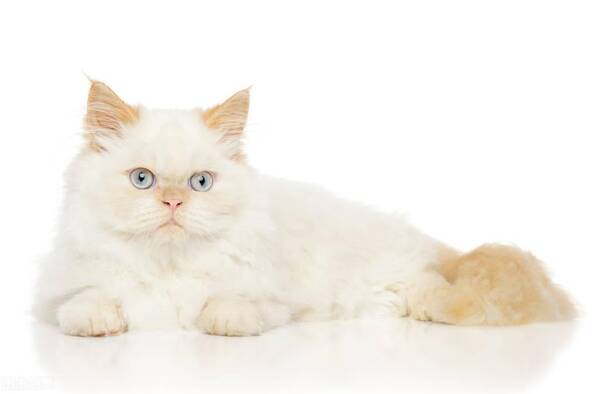 加菲猫重点色，加菲猫波斯猫区别