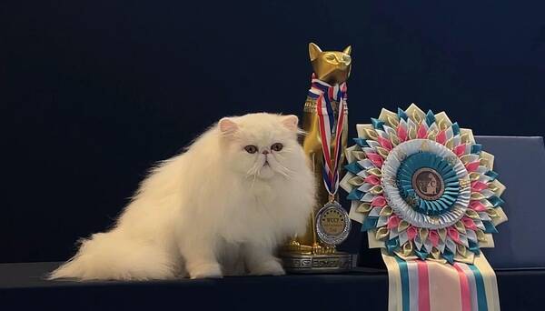 身价高的猫，身价几十万！众多名贵“喵星人”驾到
