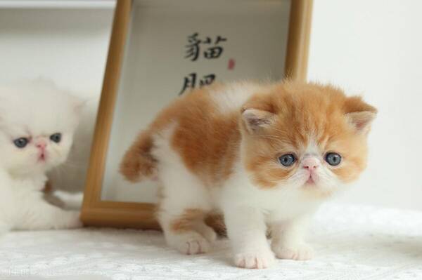 加菲猫重点色，加菲猫波斯猫区别