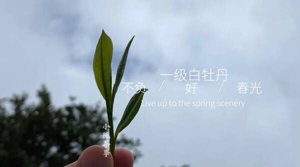 白茶白牡丹与寿眉的区别，白牡丹茶和寿眉哪个好？