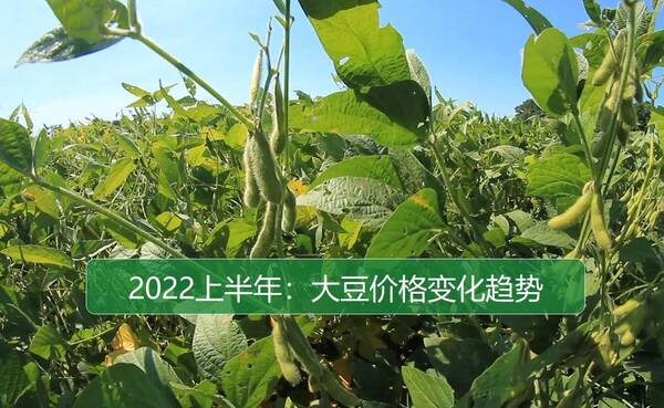 山东大豆价格今日价格，2022年大豆价格走势