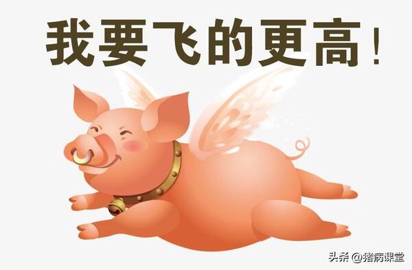 生猪价格走势，生猪价格过年的走向