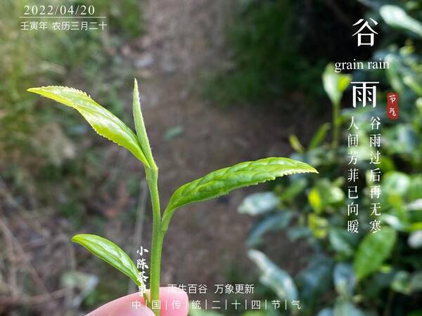白茶白牡丹与寿眉的区别，白牡丹茶和寿眉哪个好？