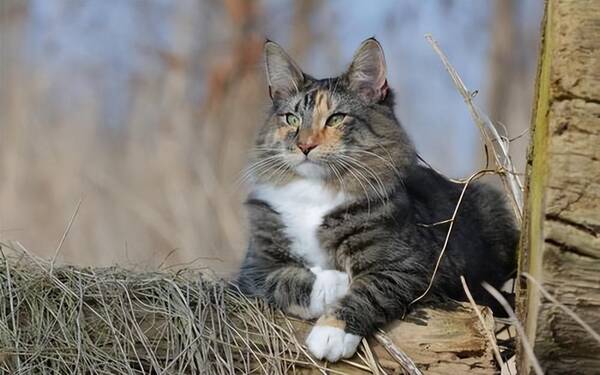 千万别养挪威森林猫，缅因猫和挪威森林猫和西伯利亚猫