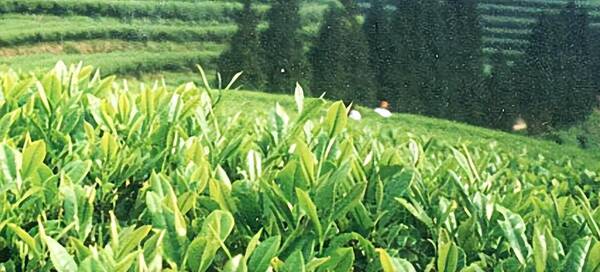 天福茗茶发展史，天福茗茶：停滞的十年