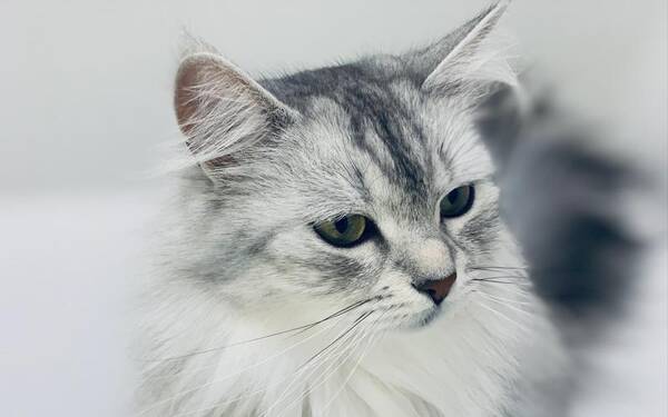 千万别养挪威森林猫，缅因猫和挪威森林猫和西伯利亚猫