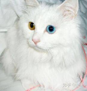 狮子猫属于中华田园猫吗？中国临清狮子猫