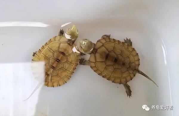 哪些龟可以总结为一类？不可能每个品种都养得好的？哪些龟可以总结为一类？不可能每个品种都养得好