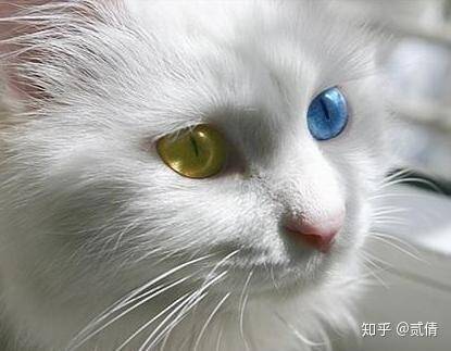 狮子猫属于中华田园猫吗？中国临清狮子猫