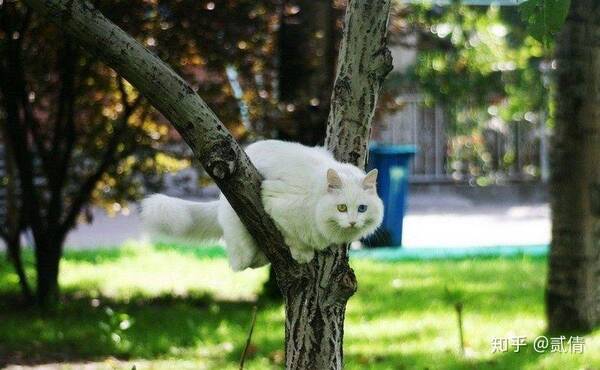 狮子猫属于中华田园猫吗？中国临清狮子猫