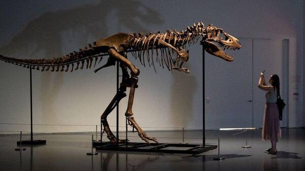 收购恐龙化石价格，靠前块恐龙化石是在1822年被发现的