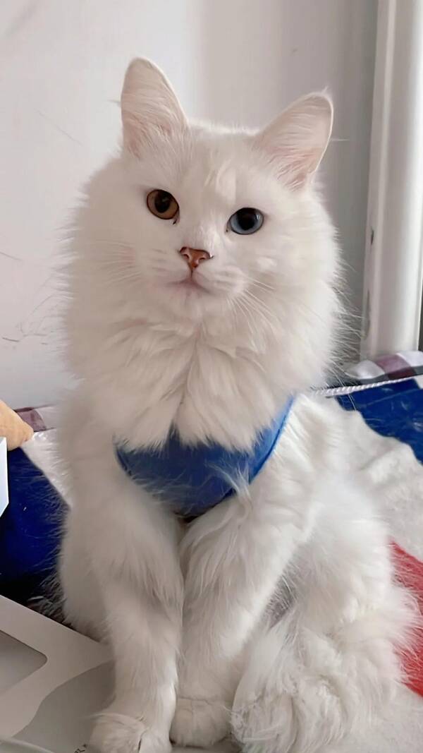 狮子猫属于中华田园猫吗？中国临清狮子猫