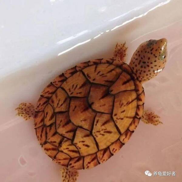 哪些龟可以总结为一类？不可能每个品种都养得好的？哪些龟可以总结为一类？不可能每个品种都养得好