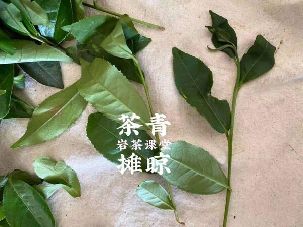 茶圈鄙视链喝岩茶的看不上所有茶类，中秋买岩茶，记住这些“关键词”，都是茶掌柜常用的坑钱套路