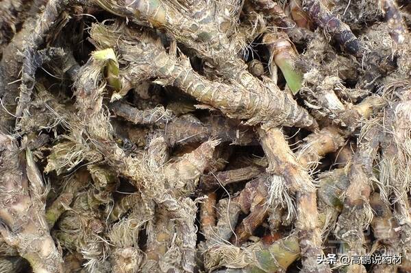 石菖蒲市场分析和发展前景预测，高鹏说药材：市场热点品种石菖蒲后市行情走势简析