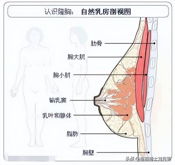 乳房受损如何修复？科普：问题乳房如何修复？