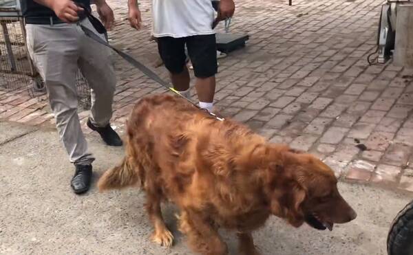 金毛被卖,舍不得主人不愿走,金毛百般不情愿,奈何大哥态度坚决,最后700块狗狗到了狗贩手中 金毛被卖,舍不得主人不愿走,金毛百般不情愿,奈何大哥态度坚决,最后700块狗狗到了狗贩手中