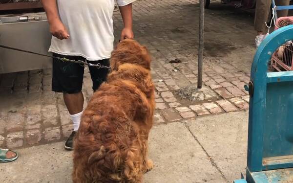 金毛被卖,舍不得主人不愿走,金毛百般不情愿,奈何大哥态度坚决,最后700块狗狗到了狗贩手中 金毛被卖,舍不得主人不愿走,金毛百般不情愿,奈何大哥态度坚决,最后700块狗狗到了狗贩手中