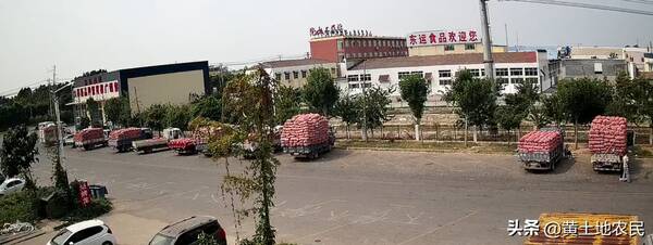 山东大蒜价格今日价格，今天上午金乡大蒜价格最新行情