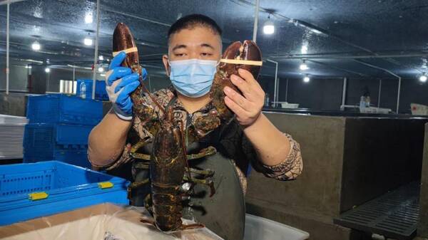 龙虾波士顿，大波士顿龙虾