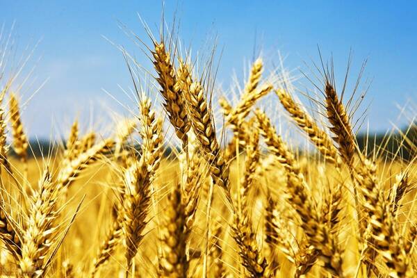 小麦收购，今日河南小麦收购价一斤多少钱