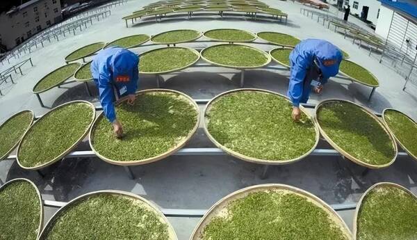 滇红和祁红，祁红和滇红最大的区别是啥