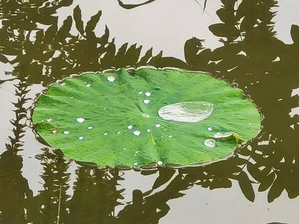荷花大全，荷花图片绘画