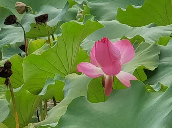 荷花大全，荷花图片绘画