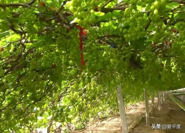 大泽山葡萄多少钱一斤，平度市大泽山葡萄什么时间熟？