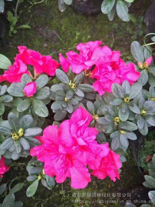 百花开尽，百花中篇小说丛书